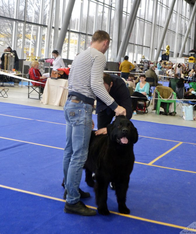 Фото: ньюфаундленд Браунблад МСК Харрикейн Хиггенс (Brownblood MSK Harricane Higgins)