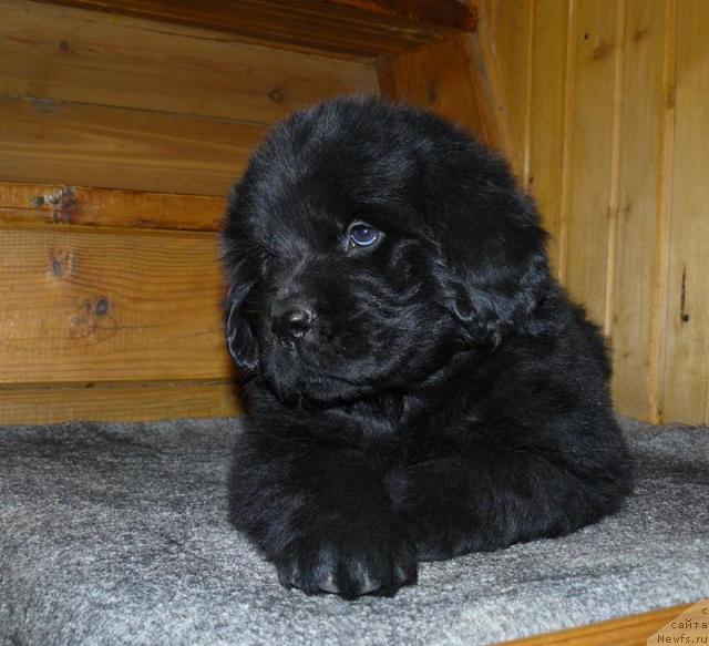 Фото: ньюфаундленд Пчёлкин Дом Верба