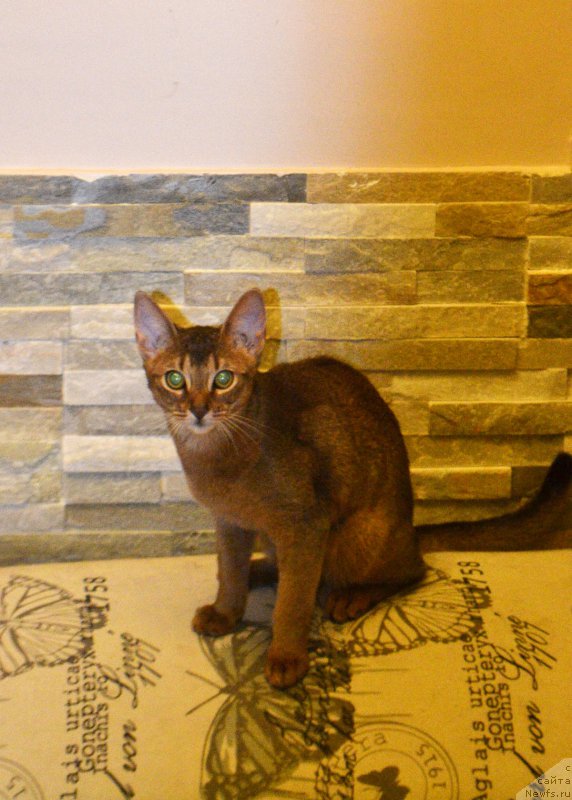 Фотография № 197652