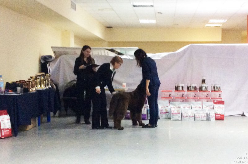 Фото: ньюфаундленд Браунблад МСК Хриса Хаккет Оллен (Brownblood MSK Hrica Hacket Ollen)