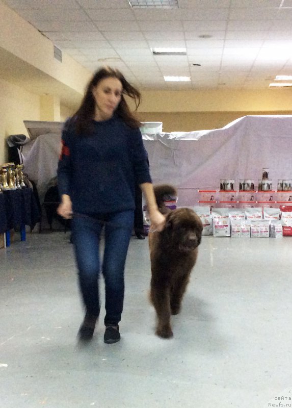 Фото: ньюфаундленд Браунблад МСК Хриса Хаккет Оллен (Brownblood MSK Hrica Hacket Ollen), Елена Спирюкова