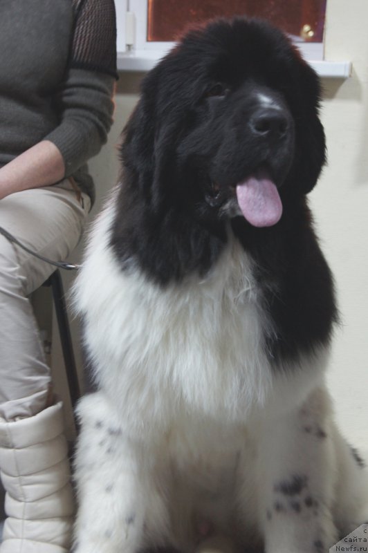 Фотография № 197658