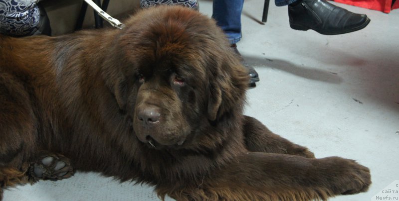 Фото: ньюфаундленд Ваше Благородие с Берега Дона (Vashe Blagorodie s Berega Dona)