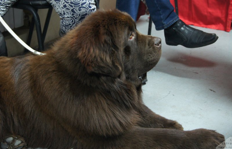 Фото: ньюфаундленд Ваше Благородие с Берега Дона (Vashe Blagorodie s Berega Dona)