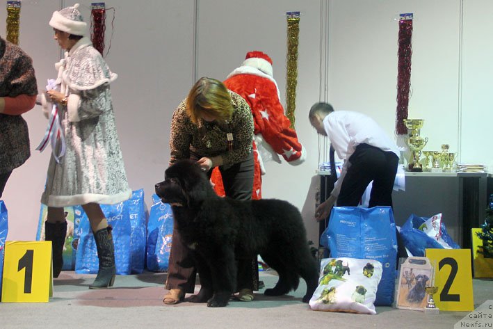 Фото: ньюфаундленд Жерар с Берега Дона (Zherar s Berega Dona)