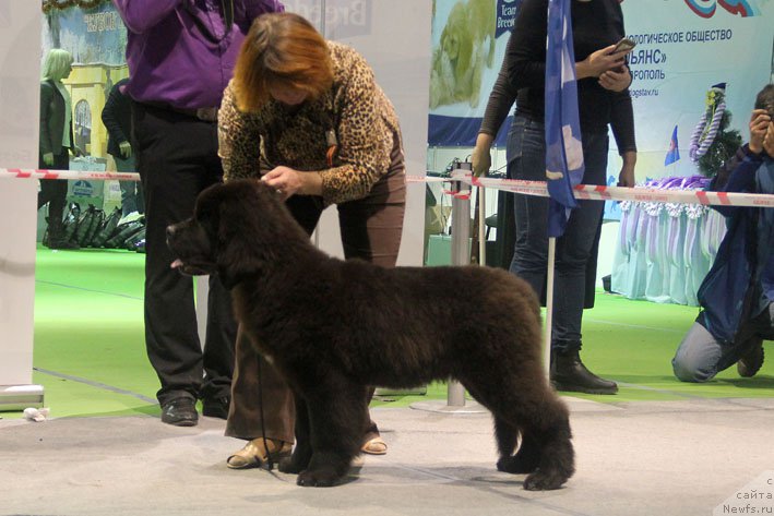 Фото: ньюфаундленд Жерар с Берега Дона (Zherar s Berega Dona)