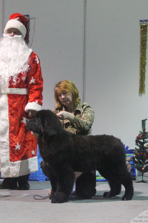Фото: ньюфаундленд Жерар с Берега Дона (Zherar s Berega Dona), Елена Иванова