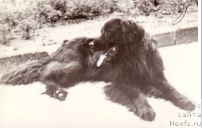 Фото: ньюфаундленд Asta von den Peck-Bergen