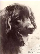 Фото: ньюфаундленд Ruschka von Charlottenhof