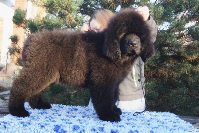 Фото: ньюфаундленд Флюфи Аваланч Воевода