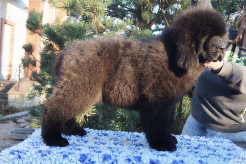 Фото: ньюфаундленд Флюфи Аваланч Воевода