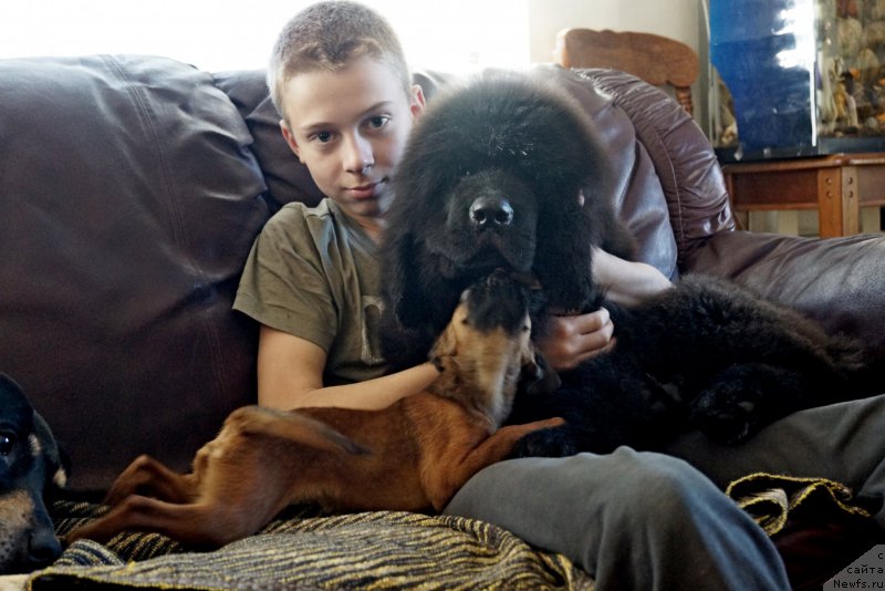 Фото: ньюфаундленд Флюфи Аваланч Воевода