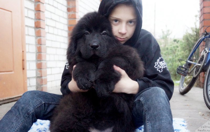 Фото: ньюфаундленд Флюфи Аваланч Веят (Fluffy Avalanch Veyat)