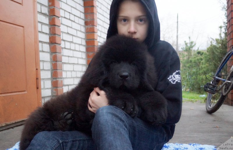 Фото: ньюфаундленд Флюфи Аваланч Веят (Fluffy Avalanch Veyat)