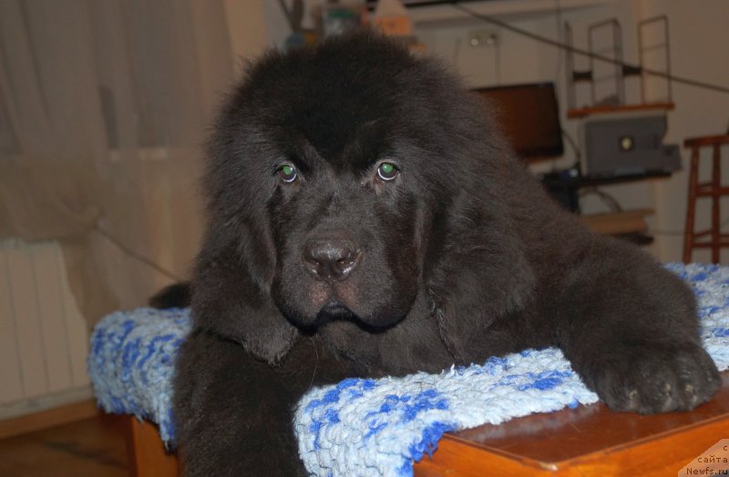 Фото: ньюфаундленд Флюфи Аваланч Веят (Fluffy Avalanch Veyat)