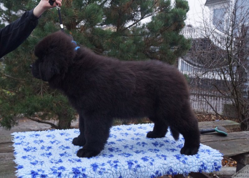 Фото: ньюфаундленд Флюфи Аваланч Викинг (Fluffy Avalanch Viking)