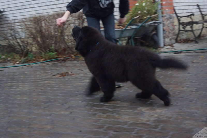 Фото: ньюфаундленд Флюфи Аваланч Викинг (Fluffy Avalanch Viking)