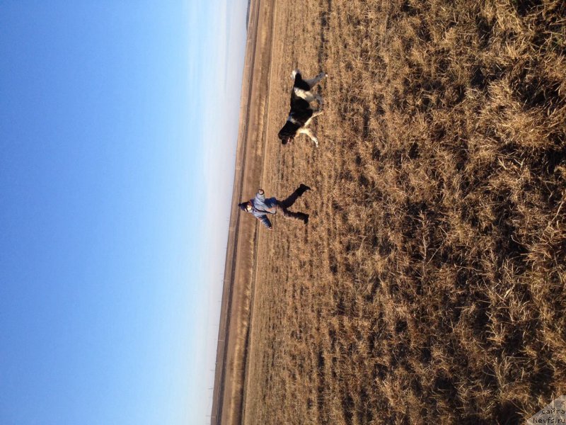 Фото: ньюфаундленд Сунну Сафранит Цитрине (Sunny Safranit Citrine)