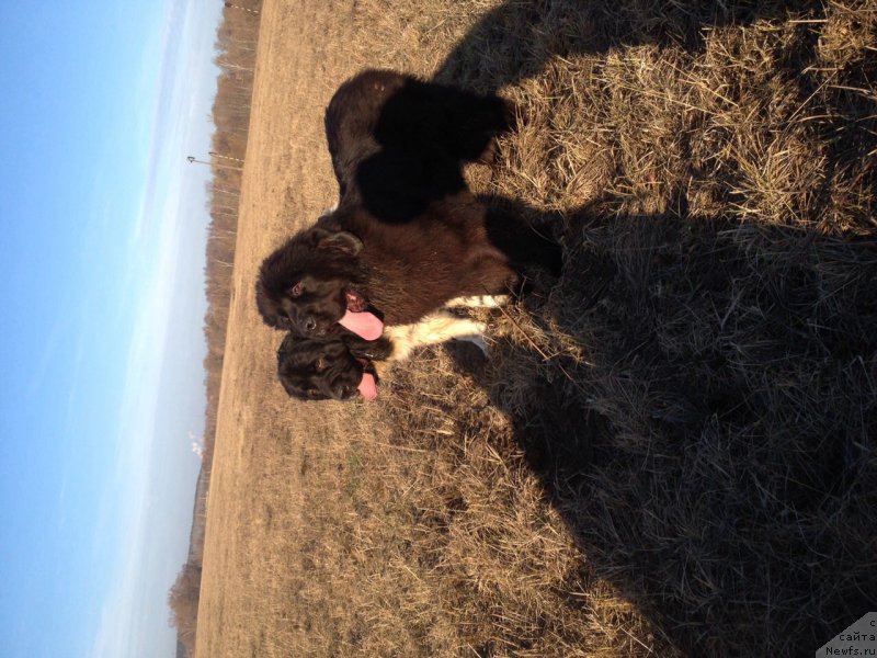 Фото: ньюфаундленд Даанич Восточная Ваниль (Daanich Vostochnaya Vanil)