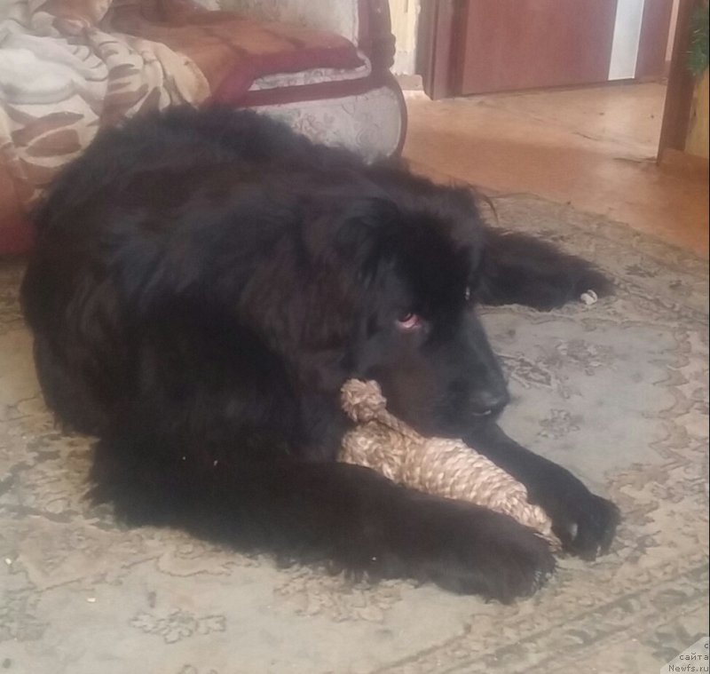 Фото: ньюфаундленд Ньюфорт Дивная Диана, ньюфаундленд Ньюфорт Дивная Диана