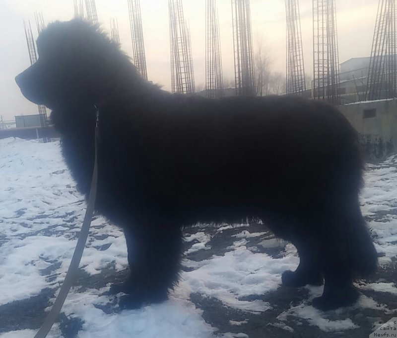 Фото: ньюфаундленд Ньюфорт Дивная Диана