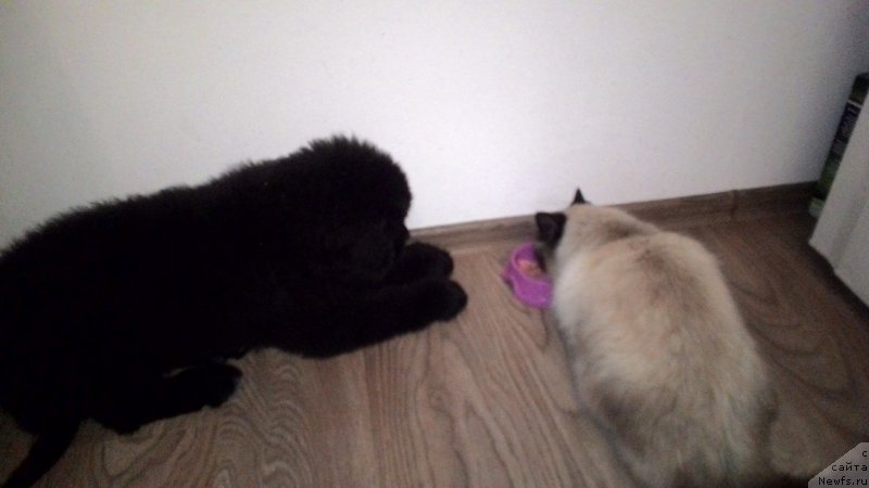 Фото: ньюфаундленд Флюфи Аваланч Зураб