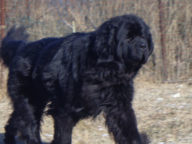 Фото: ньюфаундленд Супер Премиум Линиэль Дайлиррин (Super Premium Liniel Daylirring)