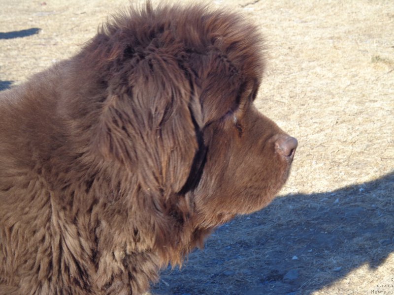 Фото: ньюфаундленд Ньюфорт Ю'Северино