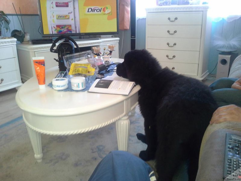 Фото: ньюфаундленд Velyke Malyatko Vash Schaslyvyj Funtik