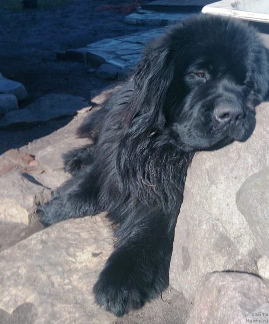 Фото: ньюфаундленд Velyke Malyatko Vash Schaslyvyj Funtik