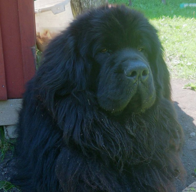 Фото: ньюфаундленд Velyke Malyatko Vash Schaslyvyj Funtik