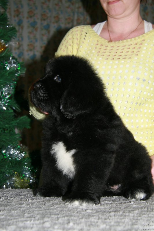 Фото: ньюфаундленд Терра Виктория Арт оф Лав