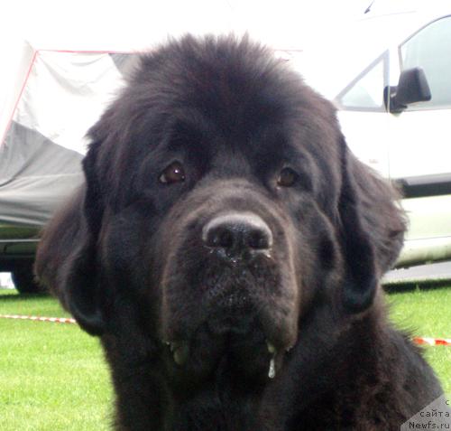 Фото: ньюфаундленд Бегущая по Волнам Само Совершенство (Beguschaya po Volnam Samo Sovershenstvo)