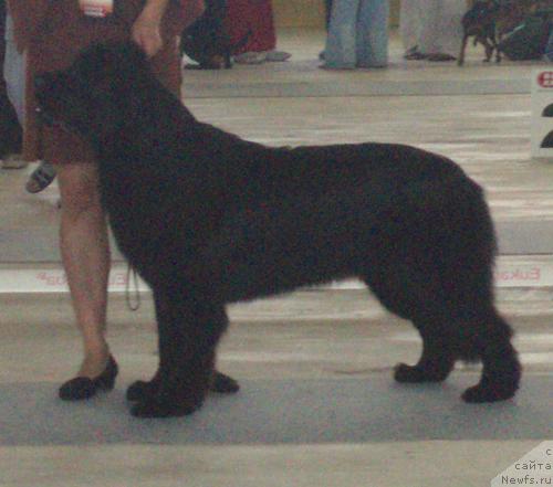 Фото: ньюфаундленд Бегущая по Волнам Само Совершенство (Beguschaya po Volnam Samo Sovershenstvo)