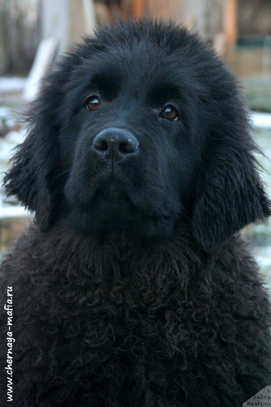 Фото: ньюфаундленд Черная Мафия Ангел Амонг Ус (Chernaya Mafia Аngel Among Us)