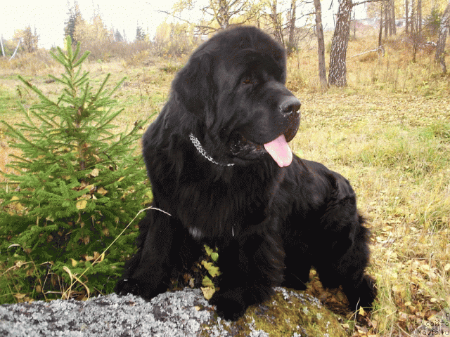 Фото: ньюфаундленд Шон О'Коннори Агент 007 (Shon O'Konnori Agent 007)