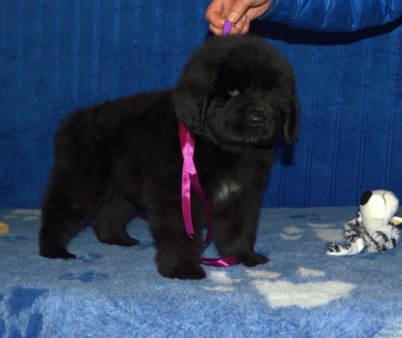 Фото: Смигар Аполлон Астерия