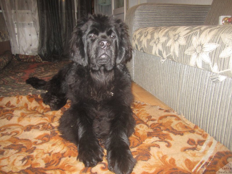 Фотография № 197853