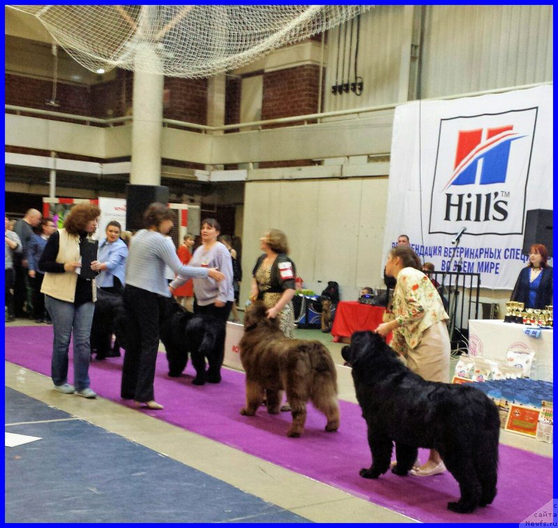 Фото: ньюфаундленд Браунблад МСК Хаким Голд Хайдар (Brownblood MSK Hakim Gold Haydar), Светлана Минина, эксперт Коротаева С.Э.