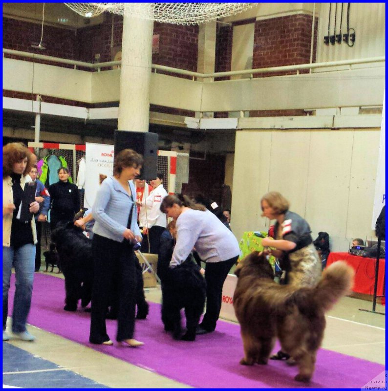 Фото: ньюфаундленд Браунблад МСК Хаким Голд Хайдар (Brownblood MSK Hakim Gold Haydar), Светлана Минина, эксперт Коротаева С.Э.