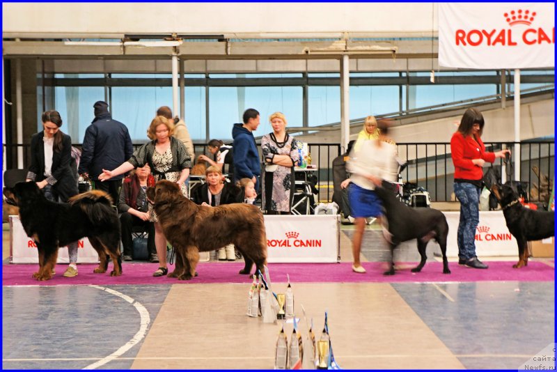 Фото: ньюфаундленд Браунблад МСК Хаким Голд Хайдар (Brownblood MSK Hakim Gold Haydar), Светлана Минаева