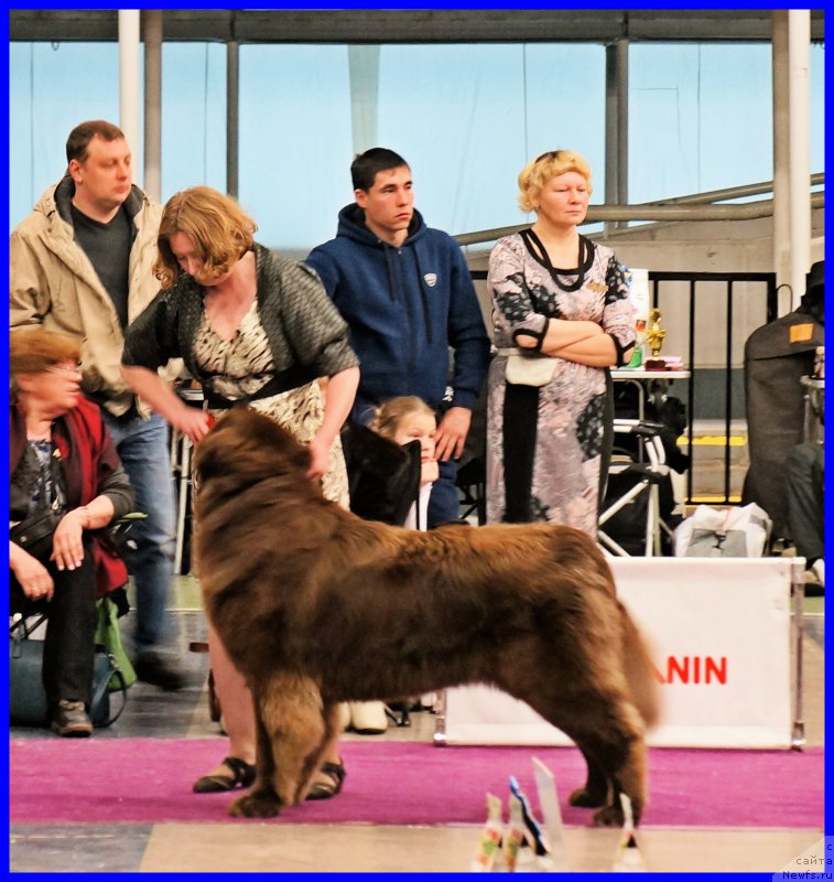 Фото: ньюфаундленд Браунблад МСК Хаким Голд Хайдар (Brownblood MSK Hakim Gold Haydar), Светлана Минаева