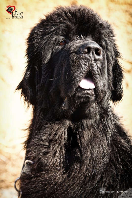 Фотография № 197899