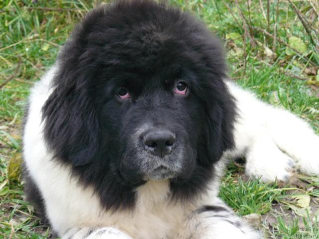 Фото: ньюфаундленд Пчёлкин Дом Белый Орёл (Pchiolkin Dom Bely Oriol)