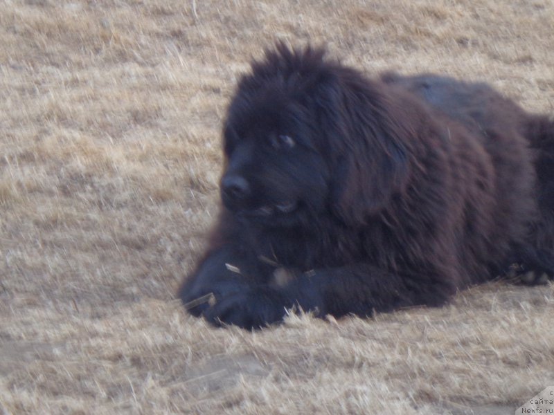 Фото: ньюфаундленд Супер Премиум Уолт Диснеу