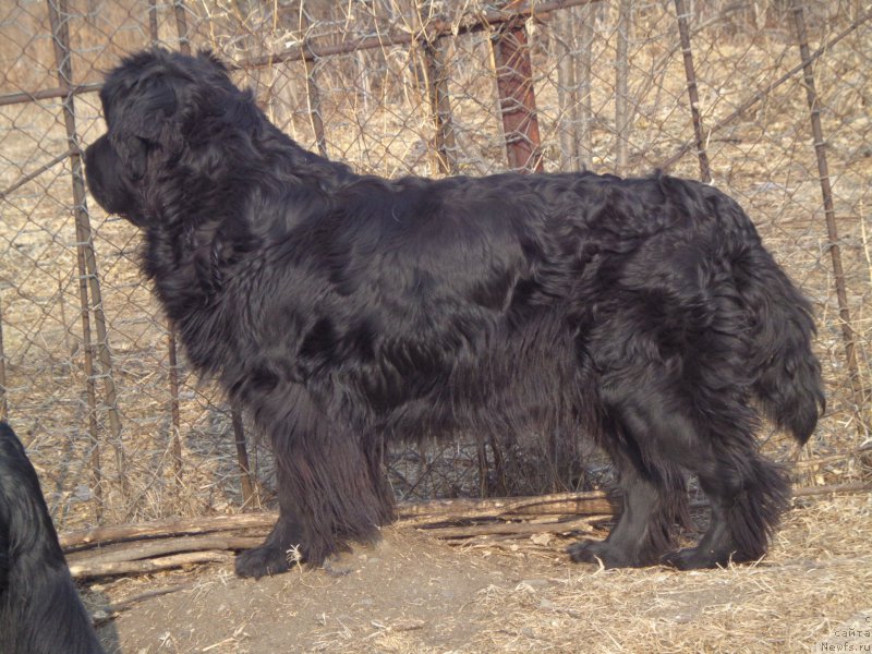 Фото: ньюфаундленд Супер Премиум Немессис