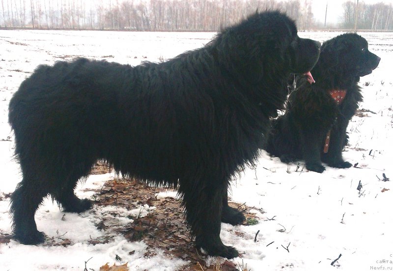 Фото: Миша и Вуля.