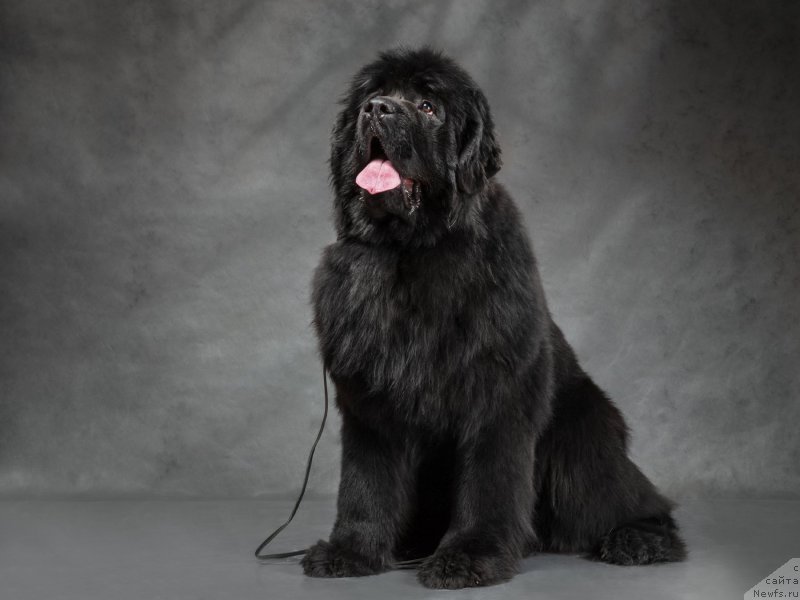 Фотография № 197922