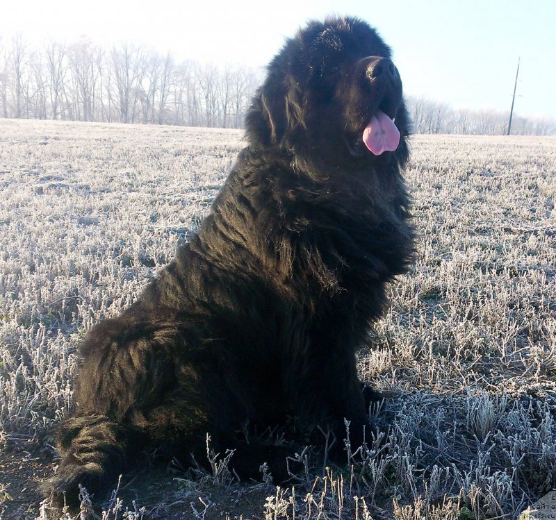 Фото: Жгучий Брюнет-Мишка.