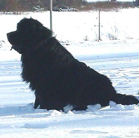 Фото: Жгучий Брюнет-Мишка.